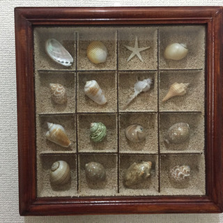 貝のコレクション