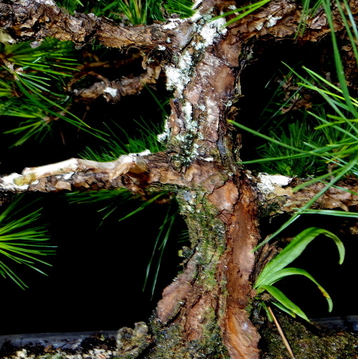 黒松 盆栽 高さ48cm 取りに来れる方大歓迎 自社配送も