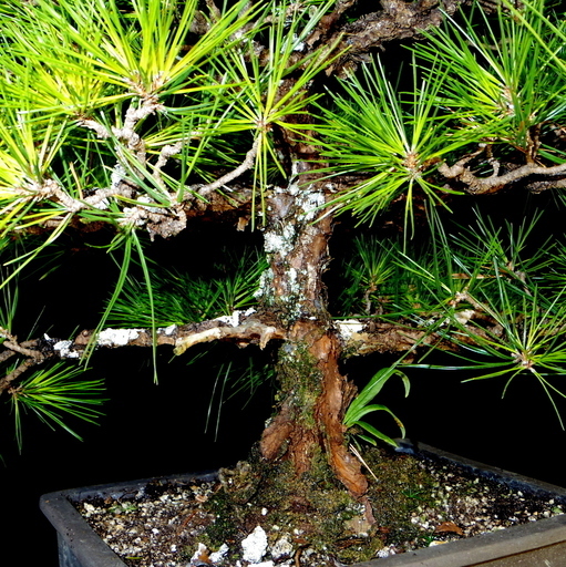 黒松 盆栽 高さ48cm 取りに来れる方大歓迎 自社配送も可