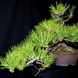 黒松 吹き流し 盆栽　横幅78cm　取りに来れる方大歓迎　自社配送も可