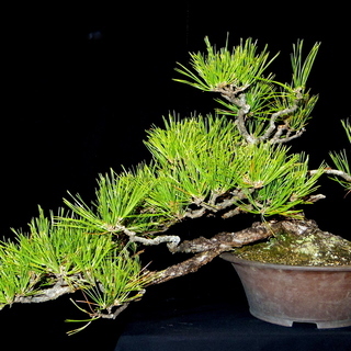 黒松 吹き流し 盆栽　横幅78cm　取りに来れる方大歓迎　自社配送も可