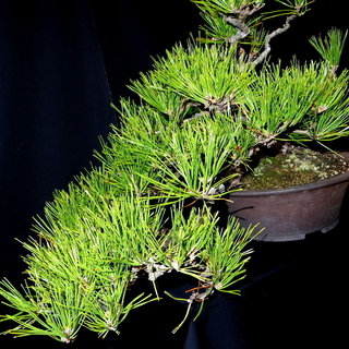 黒松 吹き流し 盆栽　横幅78cm　取りに来れる方大歓迎　自社配送も可