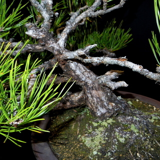 黒松 吹き流し 盆栽　横幅78cm　取りに来れる方大歓迎　自社配送も可