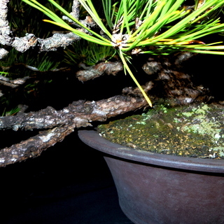 黒松 吹き流し 盆栽　横幅78cm　取りに来れる方大歓迎　自社配送も可