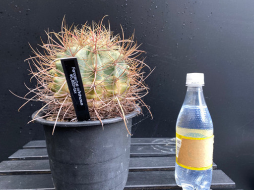 フェロカクタス　サボテン　植物