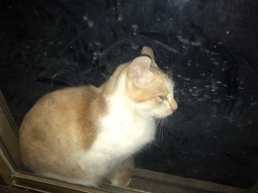 心優しい美男子 永遠 とわ ちゃん 一般社団法人グラビュ 姫路の猫の里親募集 ジモティー