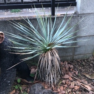 ロストラータ2株