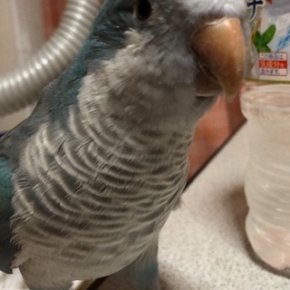 オキナインコを探しています M N 安城の手伝って 助けての助け合い ジモティー