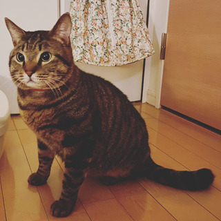 すっかり家猫🐾ゴロゴロ甘える🐾キジトラ男子