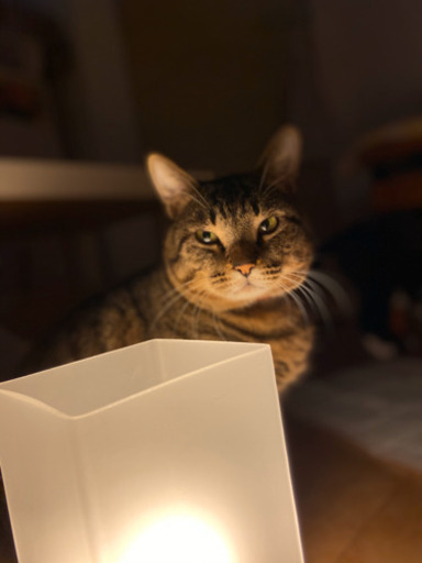 すっかり家猫 ゴロゴロ甘える キジトラ男子 ゴロミル 東門前の猫の里親募集 ジモティー すっかり家猫 ゴロゴロ甘える キジトラ男子 ゴロミル 東門前の猫の里親募集 ジモティー