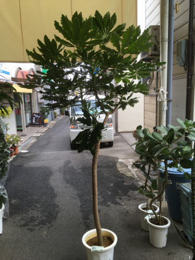 観葉植物　アラレア