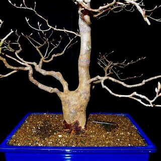 姫沙羅／ヒメシャラ 盆栽 高さ62cm 横幅45cm 取りに来れる方大歓迎 自社