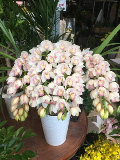 観葉植物　シンピジューム　エンジェルフェザー