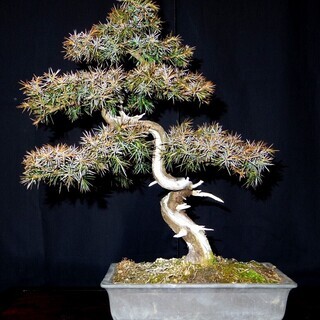 杜松トショウ真柏 盆栽　高さ38cm 横幅31cm　取りに来れる方大歓迎　自社配送も可