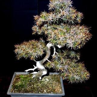 杜松トショウ真柏 盆栽　高さ38cm 横幅31cm　取りに来れる方大歓迎　自社配送も可