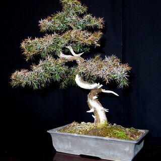 杜松トショウ真柏 盆栽　高さ38cm 横幅31cm　取りに来れる方大歓迎　自社配送も可