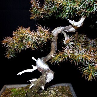 杜松トショウ真柏 盆栽　高さ38cm 横幅31cm　取りに来れる方大歓迎　自社配送も可