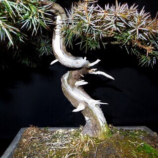 杜松トショウ真柏 盆栽　高さ38cm 横幅31cm　取りに来れる方大歓迎　自社配送も可