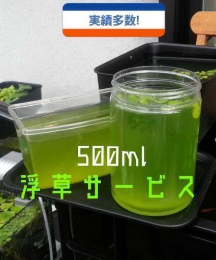 実績多数 浮草サービス 種水 色揚げに グリーンウォーター トラちゃん 寝屋川のその他の中古あげます 譲ります ジモティーで不用品の処分