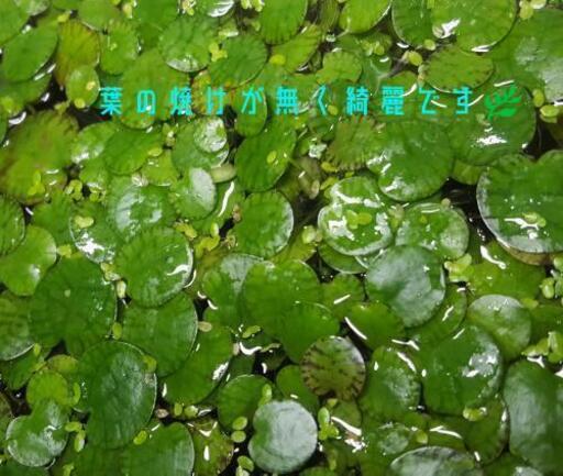 実績多数 浮草サービス 種水 色揚げに グリーンウォーター トラちゃん 寝屋川のその他の中古あげます 譲ります ジモティーで不用品の処分