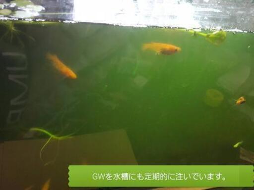 実績多数 浮草サービス 種水 色揚げに グリーンウォーター トラちゃん 寝屋川のその他の中古あげます 譲ります ジモティーで不用品の処分