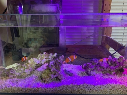 海水魚 一式
