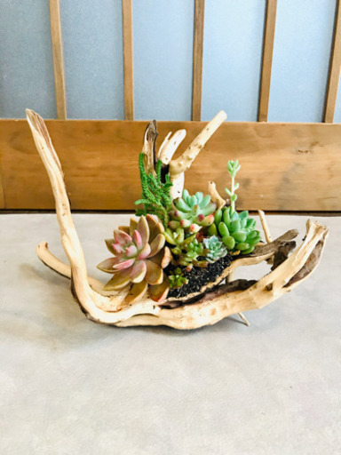 流木多肉植物の寄せ植え ガーデン 東岩槻のその他の中古あげます 譲ります ジモティーで不用品の処分