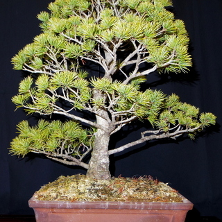 【盆栽屋大和】五葉松　盆栽　取りに来れる方大歓迎 自社配送も可 　即展示品 盆栽屋大和】 五葉松 大品盆栽 取りに来れる方大歓迎 自社配送も