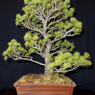 五葉松 盆栽 高さ47cm 横幅43cm 取りに来れる方大歓迎 自社配送も可