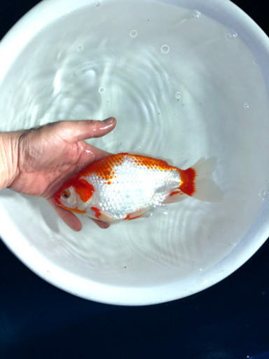 ミロク和金