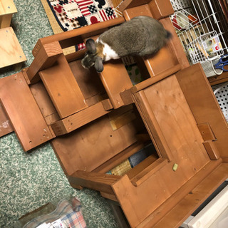 うさぎ 小動物用階段 遊具