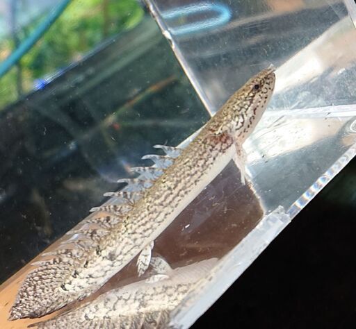 ポリプテルス デルヘッツィ 熱帯魚古代魚 ジモティーアクア 宮之阪のその他の中古あげます 譲ります ジモティーで不用品の処分