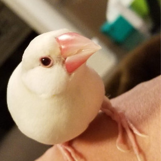 文鳥(成鳥)の里親を募集いたします。の画像