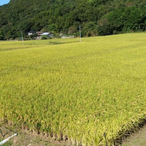 精米無料！新米 ひのひかり 30kg⑨