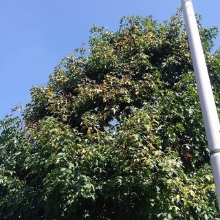 植木屋さん 庭師さん 造園業者さんの協力業者さん 施工パートナーさん募集 松戸市 柏市近郊 株式会社oh庭ya 北小金の剪定 造園の無料広告 無料掲載の掲示板 ジモティー