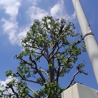 植木屋さん 庭師さん 造園業者さんの協力業者さん 施工パートナーさん募集 松戸市 柏市近郊 株式会社oh庭ya 北小金の剪定 造園の無料広告 無料掲載の掲示板 ジモティー