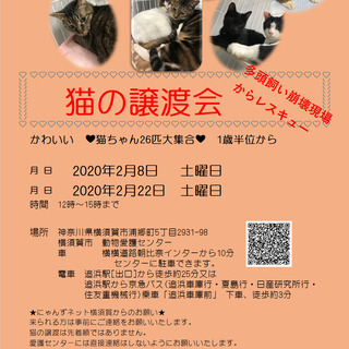 猫の譲渡会横須賀多頭飼い崩壊現場からレスキュー ぽっぽ 追浜のその他のイベント参加者募集 無料掲載の掲示板 ジモティー
