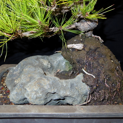 赤松石付き盆栽高さ48cm取りに来れる方大歓迎自社配送も可 黒松 盆栽屋さん 塩釜口のその他の中古あげます 譲ります ジモティーで不用品の処分 赤松石付き盆栽高さ48cm取りに来れる方大歓迎自社配送も可 黒松 盆栽屋さん 塩釜口のその他の中古あげます 譲ります ジモティーで不用品の処分