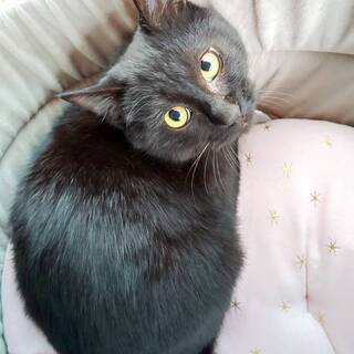美人の黒猫さんです。 - 神戸市