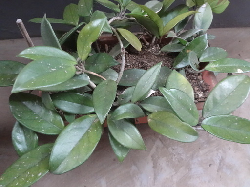 観葉植物名前など分からないのですがお花が咲くそうです みおけん 杉並のその他の中古あげます 譲ります ジモティーで不用品の処分