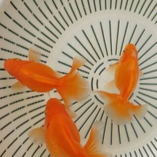 土佐錦魚土佐金明け2歳 1匹の値段です Naga 尼崎のその他の中古あげます 譲ります ジモティーで不用品の処分 土佐錦魚土佐金明け2歳 1匹の値段です Naga 尼崎のその他の中古あげます 譲ります ジモティーで不用品の処分