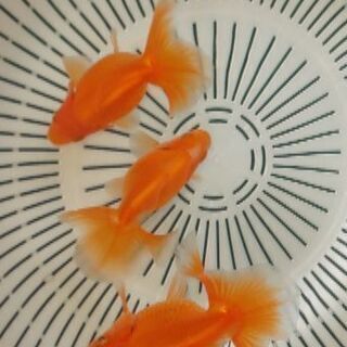 土佐錦魚土佐金明け2歳 1匹の値段です Naga 尼崎のその他の中古あげます 譲ります ジモティーで不用品の処分 土佐錦魚土佐金明け2歳 1匹の値段です Naga 尼崎のその他の中古あげます 譲ります ジモティーで不用品の処分