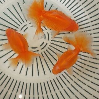 土佐錦魚土佐金明け2歳 1匹の値段です Naga 尼崎のその他の中古あげます 譲ります ジモティーで不用品の処分 土佐錦魚土佐金明け2歳 1匹の値段です Naga 尼崎のその他の中古あげます 譲ります ジモティーで不用品の処分