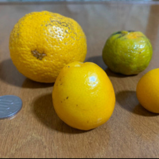 まだあります★無農薬種無し柚子、金柑大小、シークワーサー