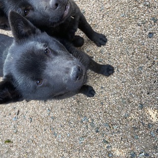 甲斐犬　お譲りいたします。　