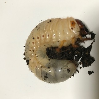 カブトムシの幼虫？を差し上げます。