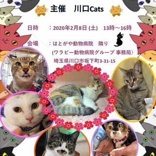 2/8（土）はとがや動物病院ほごねこ譲渡会