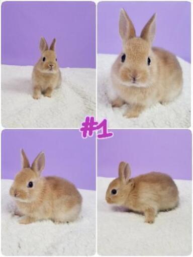受付終了 ネザーランドドワーフの赤ちゃん ４羽います 19 12 30生まれ いと 武蔵浦和のその他の里親募集 ジモティー