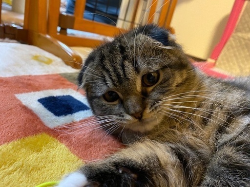 里親募集ブラウンタビー ホワイトスコティッシュフォールド Tommy 浦安の猫の里親募集 ジモティー 里親募集ブラウンタビー ホワイトスコティッシュフォールド Tommy 浦安の猫の里親募集 ジモティー