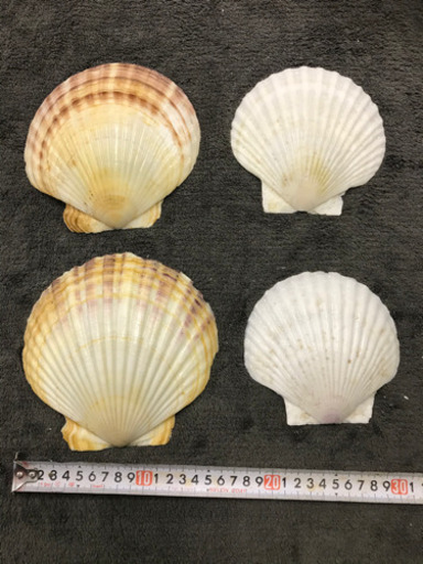 ホタテ アワビ 巻き貝 ウニ 貝殻 アイ リサイクル 七隈のその他の中古あげます 譲ります ジモティーで不用品の処分